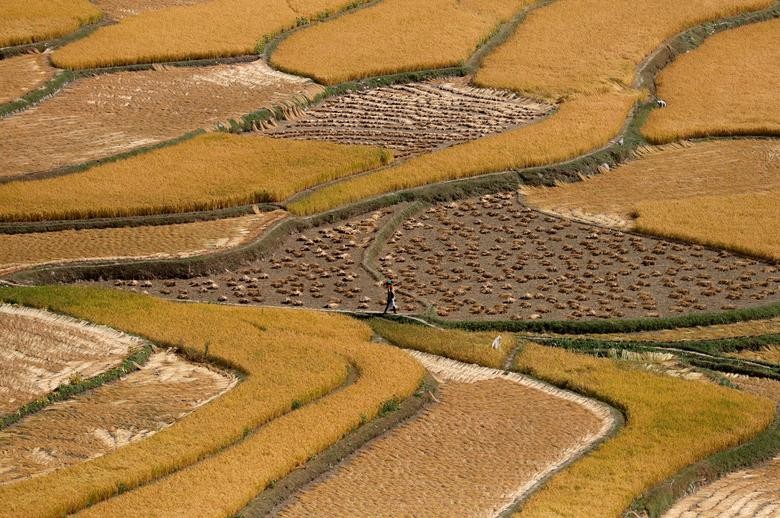 A woman carrying a basket walks through a rice field in south Kashmir's Tral town. REUTERS/Danish Ismail    